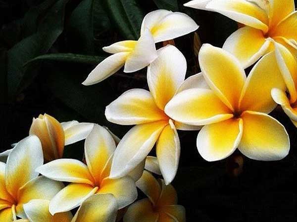 Cây hoa sứ đại Quốc hoa của Lào